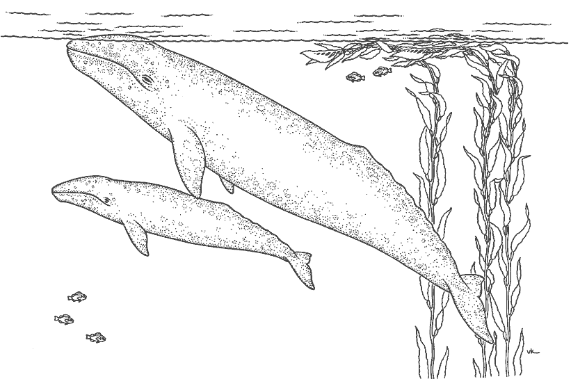Dessin à colorier: Baleine (Animaux) #901 - Coloriages à imprimer