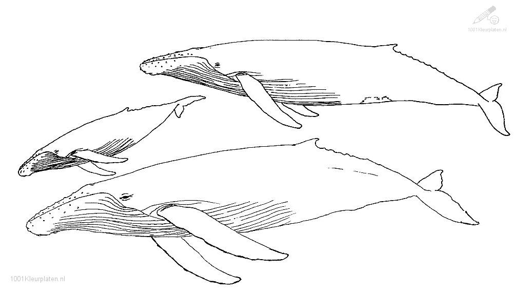 Dessin à colorier: Baleine (Animaux) #921 - Coloriages à Imprimer Gratuits