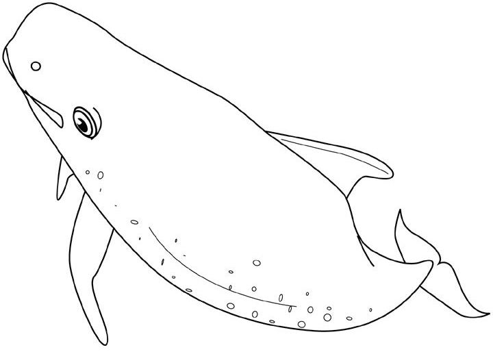 Dessin à colorier: Baleine (Animaux) #930 - Coloriages à imprimer