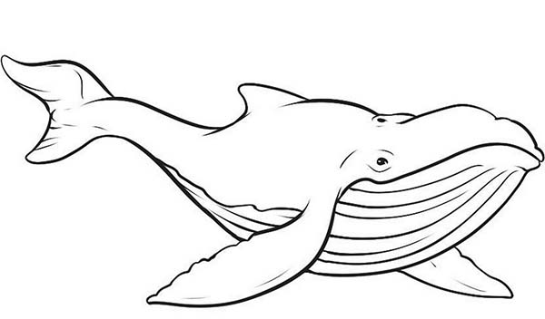 Dessin à colorier: Baleine (Animaux) #934 - Coloriages à imprimer