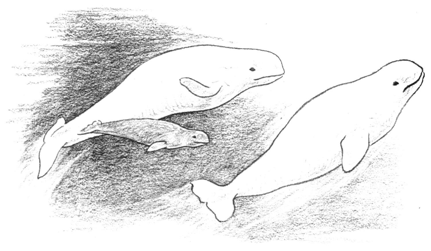 Dessin à colorier: Baleine (Animaux) #948 - Coloriages à Imprimer Gratuits