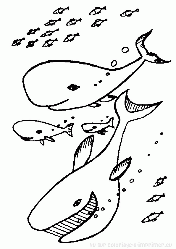 Dessin à colorier: Baleine (Animaux) #960 - Coloriages à imprimer