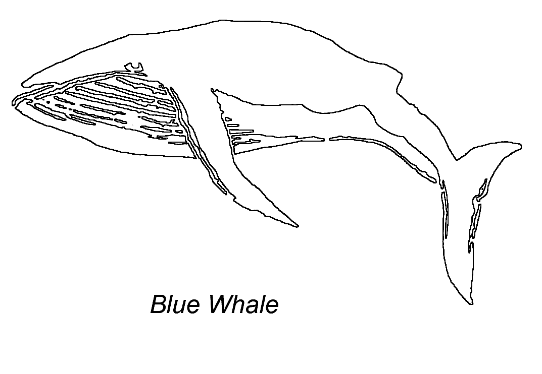 Dessin à colorier: Baleine (Animaux) #963 - Coloriages à imprimer