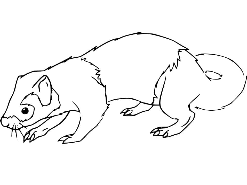 Coloriage à imprimer Belette #205424 de la série Animaux, gratuit pour enfants et adultes