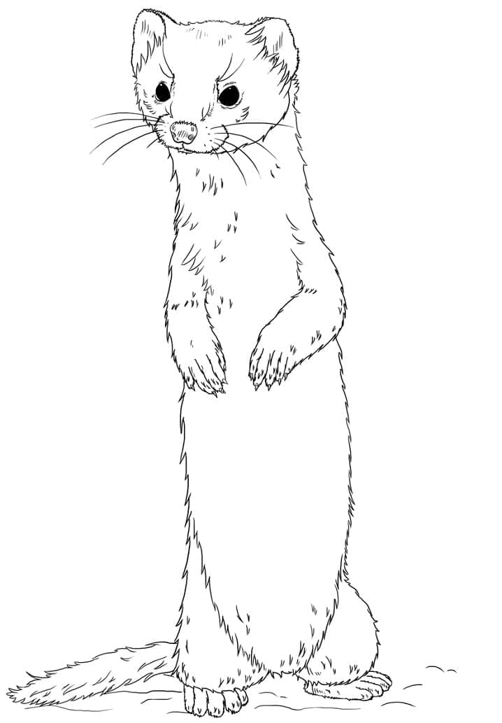 Coloriage gratuit Belette #205426 de la collection Animaux à imprimer