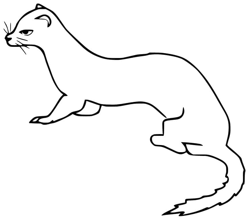 Coloriage gratuit Belette #205441 de la collection Animaux à imprimer