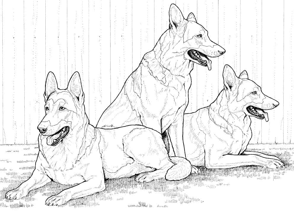 Coloriage à imprimer Berger Allemand #214089 de la série Animaux, gratuit pour enfants et adultes