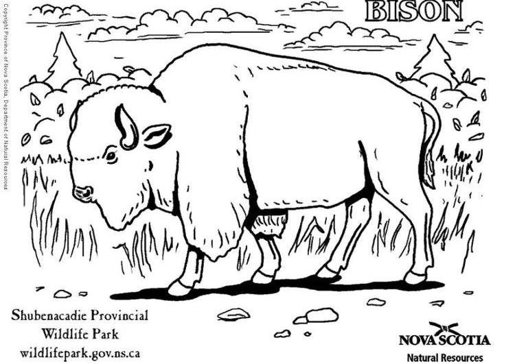 Dessin à colorier: Bison (Animaux) #1202 - Coloriages à Imprimer Gratuits