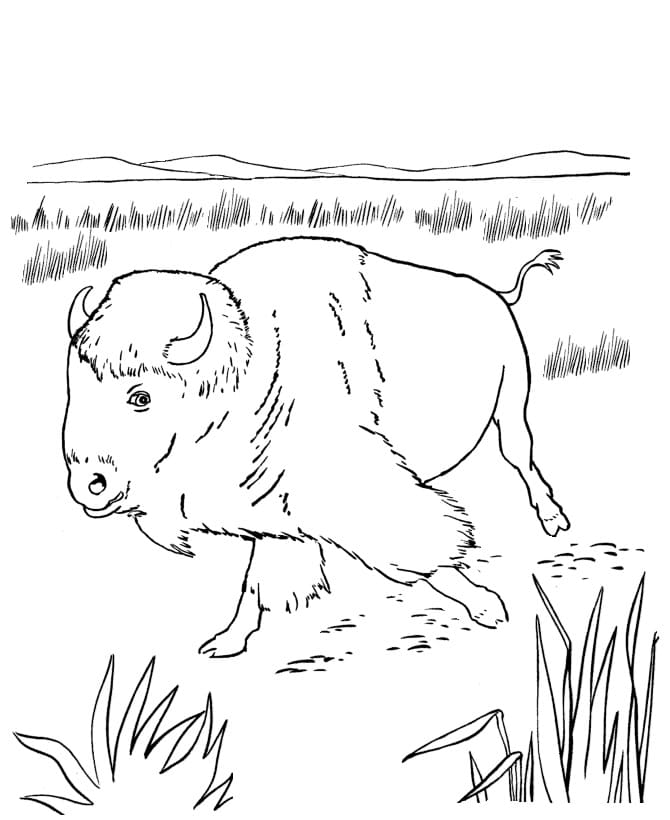 Coloriage gratuit Bison #205527 de la collection Animaux à imprimer