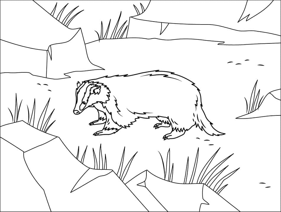 Illustration au trait Blaireau #208824 de la collection Animaux à colorier gratuitement