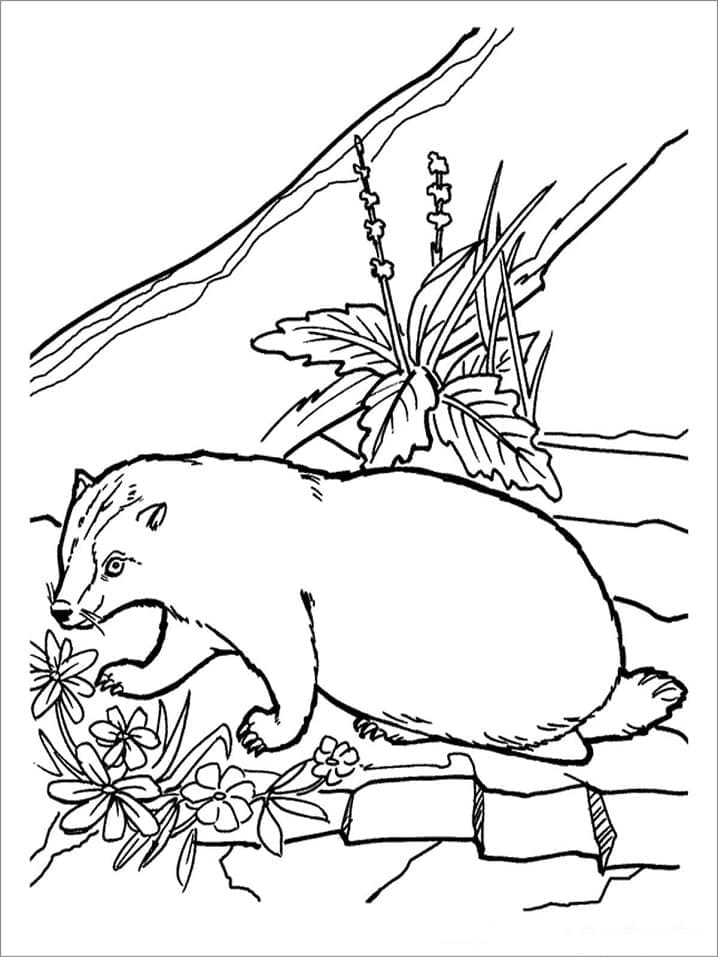 Coloriage gratuit Blaireau #208829 de la collection Animaux à imprimer