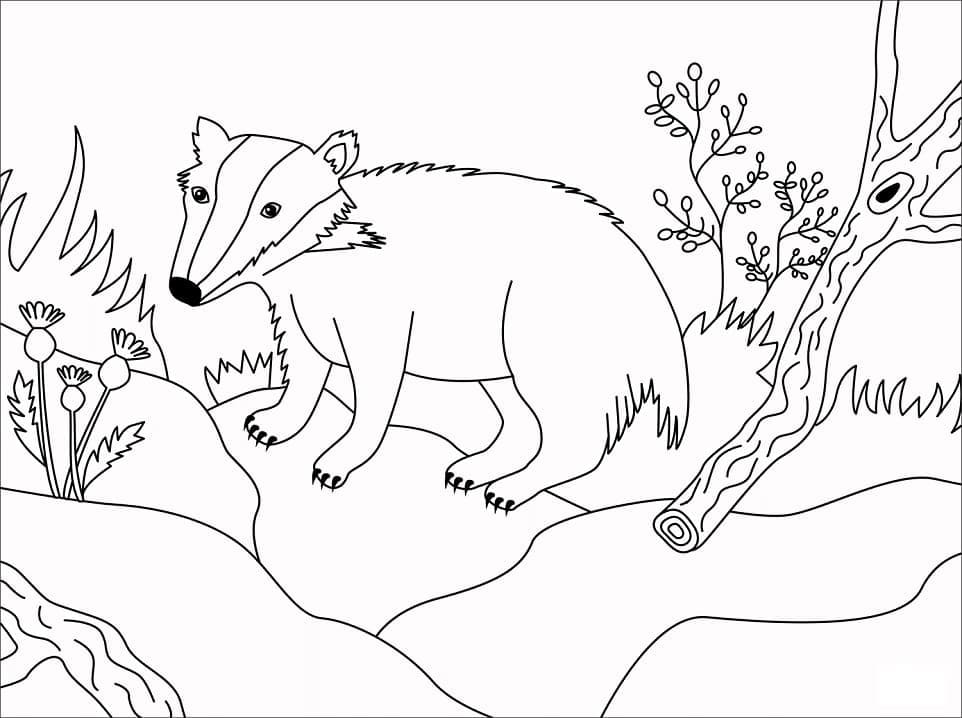 Coloriage gratuit Blaireau #208835 de la collection Animaux à imprimer