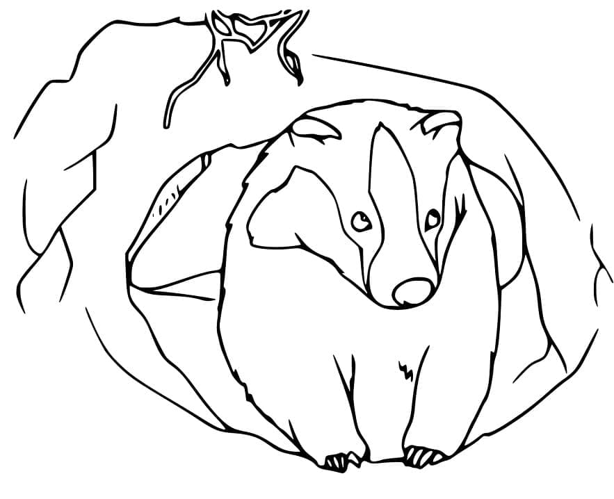 Coloriage gratuit Blaireau #208846 de la collection Animaux à imprimer