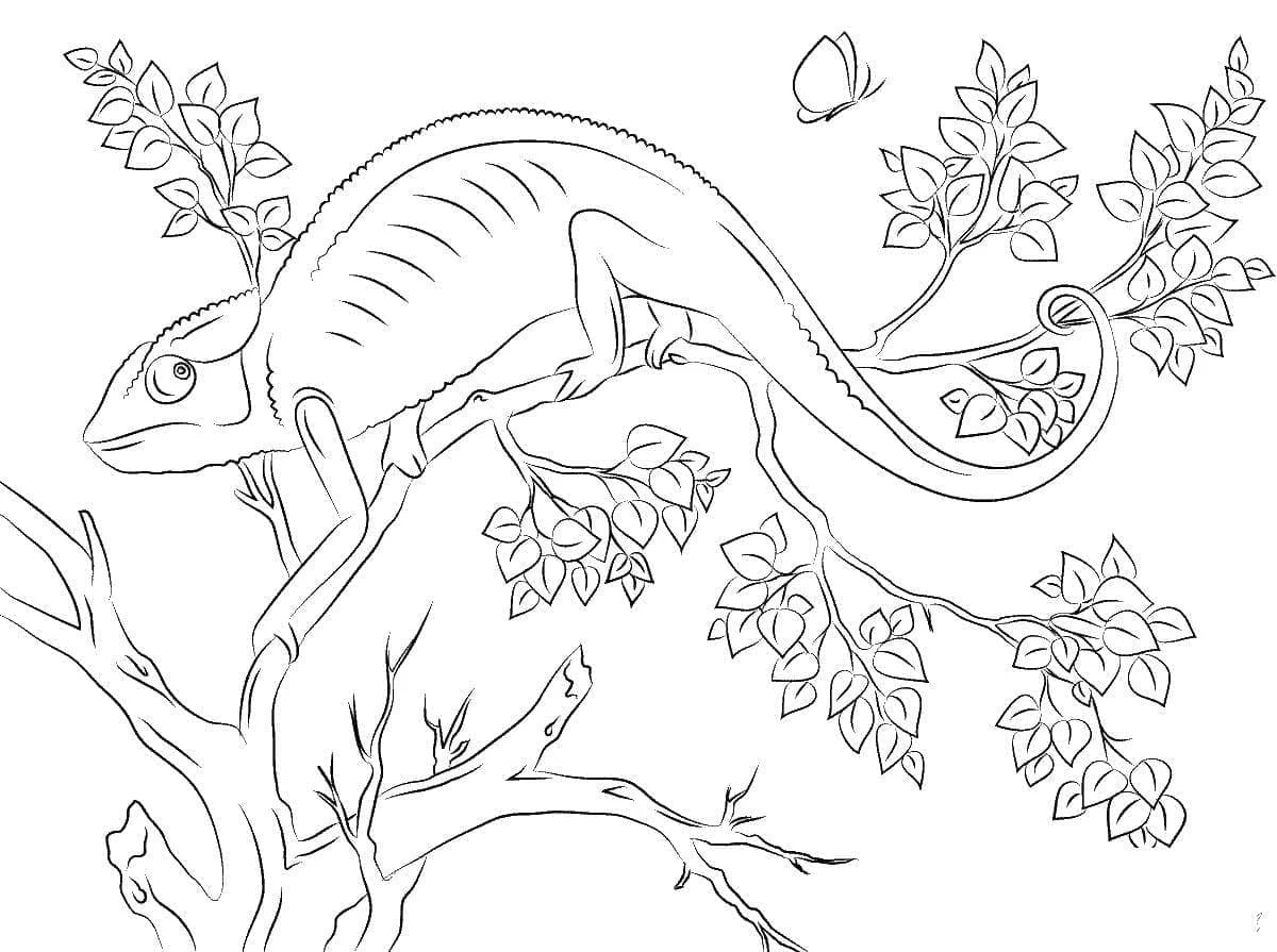 Coloriage Caméléon perché sur une branche feuillue