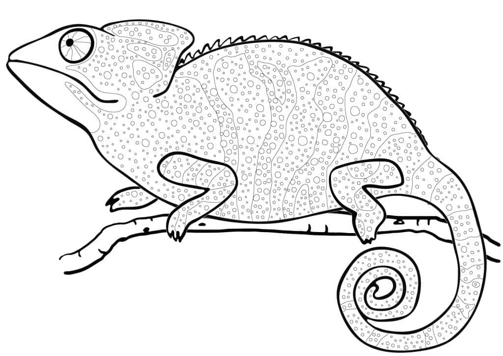 Coloriage Caméléon #206724 à imprimer gratuitement, extrait de la collection Animaux