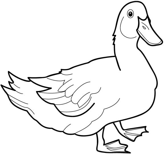 Dessin à colorier: Canard (Animaux) #1452 - Coloriages à Imprimer Gratuits