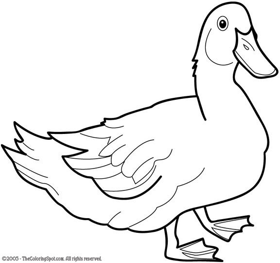 Dessin à colorier: Canard (Animaux) #1490 - Coloriages à Imprimer Gratuits