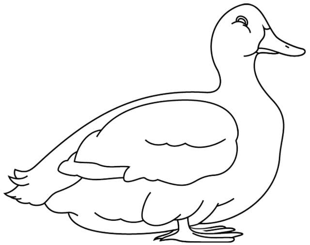 Coloriage gratuit Canard #185490 de la collection Animaux à imprimer
