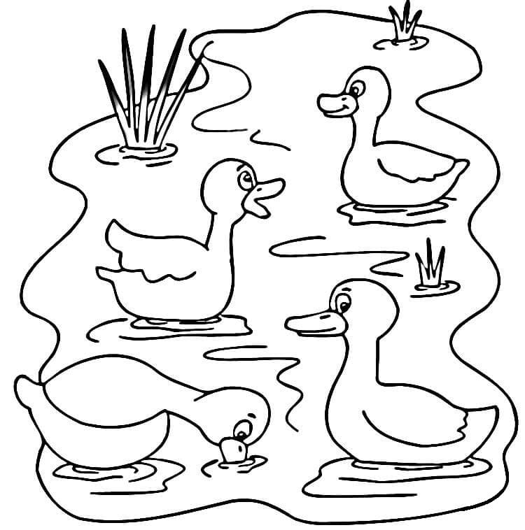Coloriage gratuit Canard #185520 de la collection Animaux à imprimer