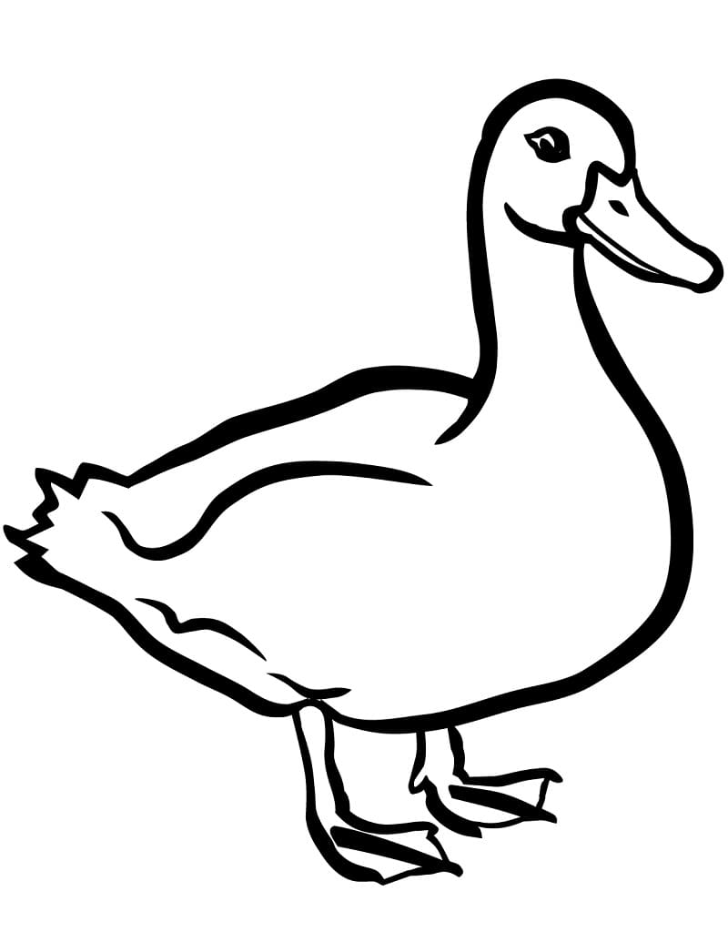 Coloriage gratuit Canard #185523 de la collection Animaux à imprimer