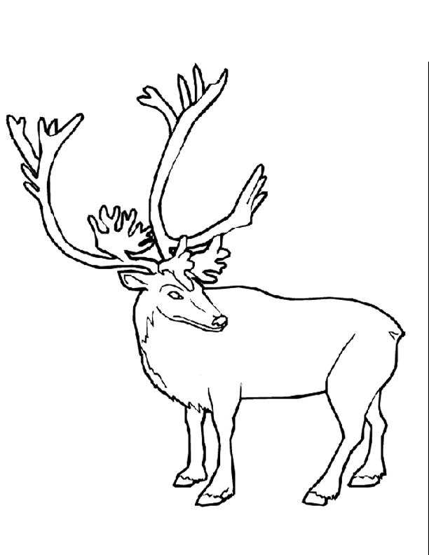 Dessin à colorier: Caribou (Animaux) #1541 - Coloriages à Imprimer Gratuits