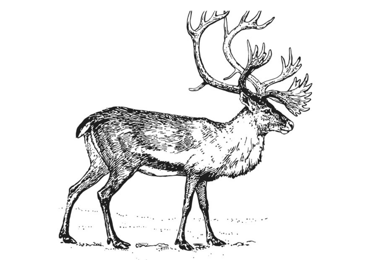 Dessin à colorier: Caribou (Animaux) #1544 - Coloriages à Imprimer Gratuits