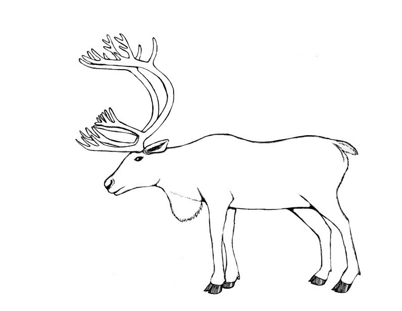 Dessin à colorier: Caribou (Animaux) #1545 - Coloriages à Imprimer Gratuits