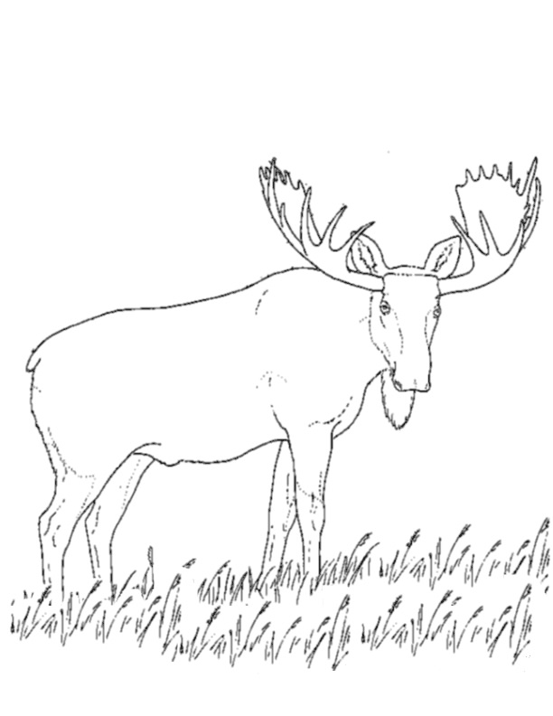 Dessin à colorier: Caribou (Animaux) #1546 - Coloriages à Imprimer Gratuits