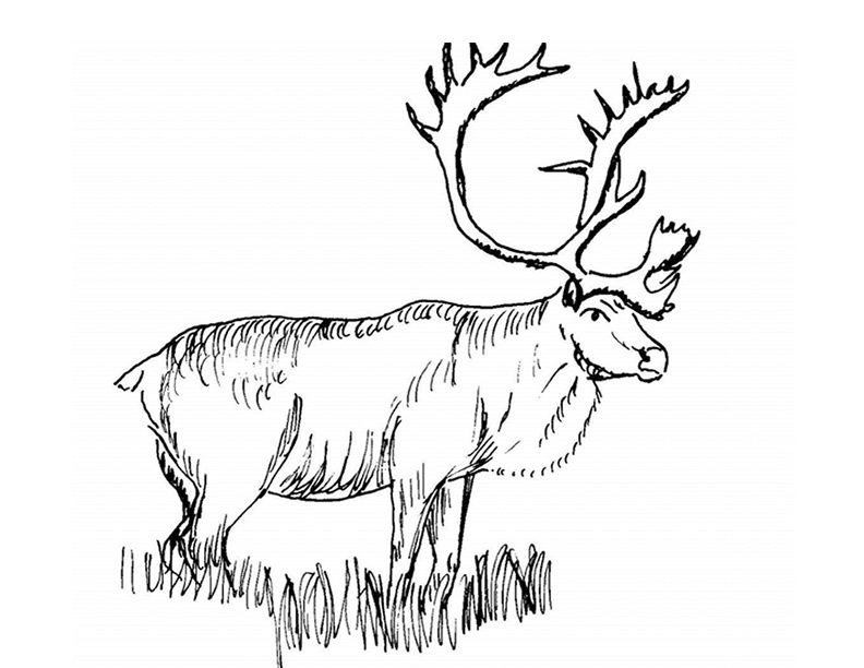 Dessin à colorier: Caribou (Animaux) #1552 - Coloriages à Imprimer Gratuits