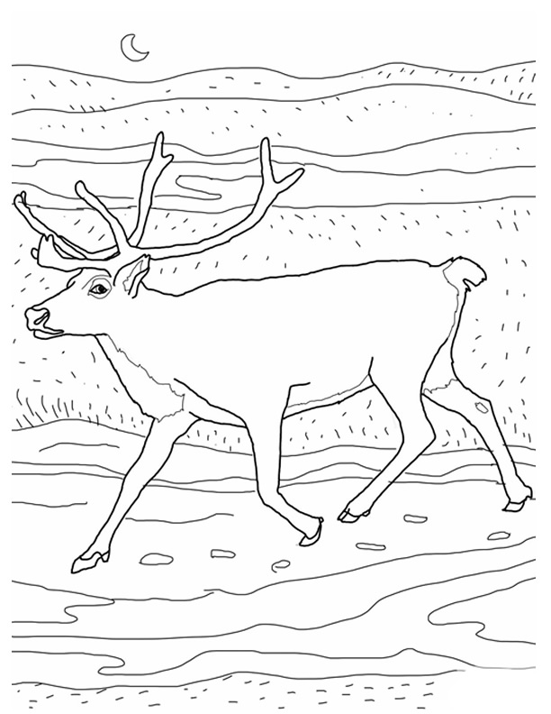 Dessin à colorier: Caribou (Animaux) #1559 - Coloriages à Imprimer Gratuits