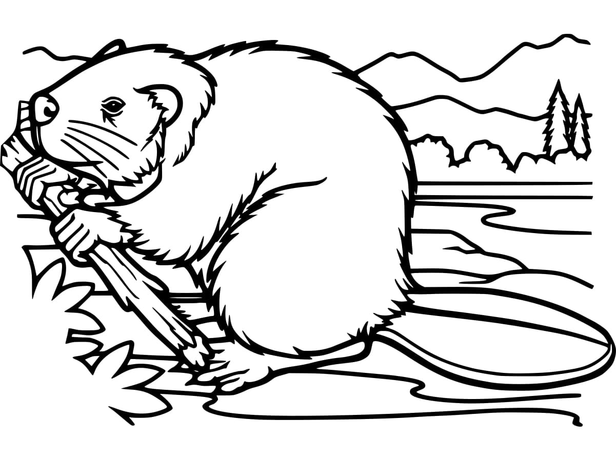 Coloriage gratuit Castor #207203 de la collection Animaux à imprimer