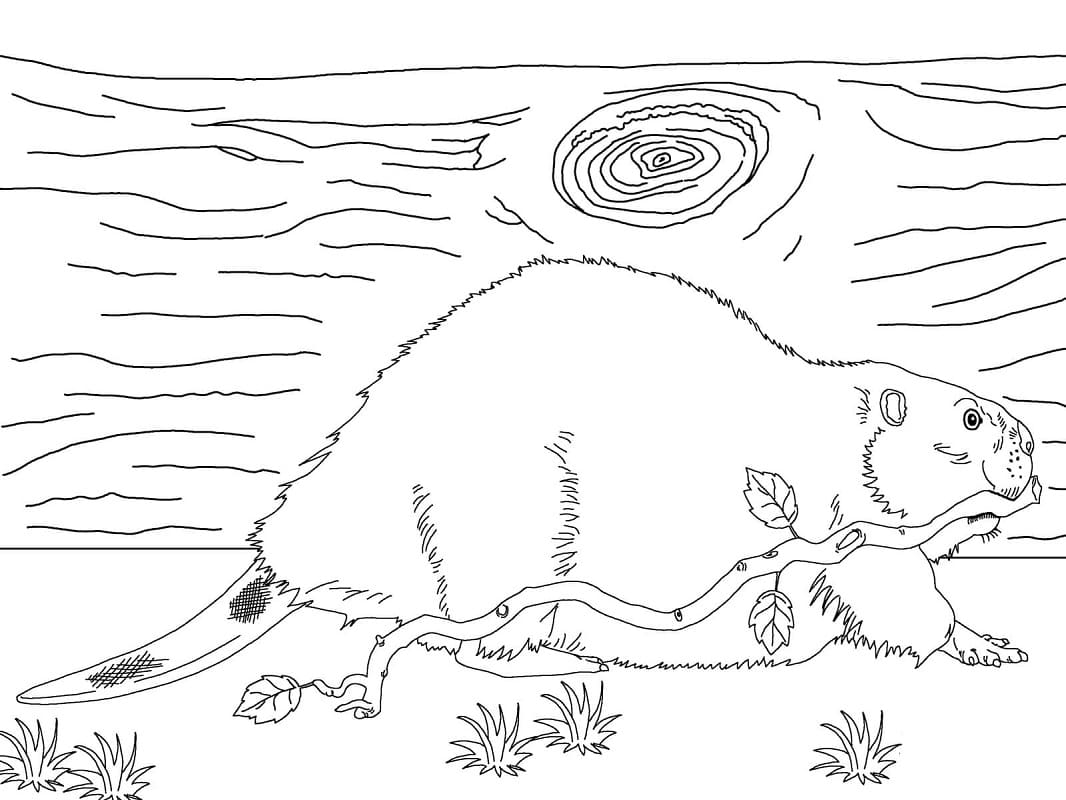 Coloriage gratuit Castor #207233 de la collection Animaux à imprimer