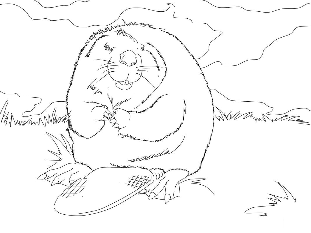 Coloriage gratuit Castor #207235 de la collection Animaux à imprimer