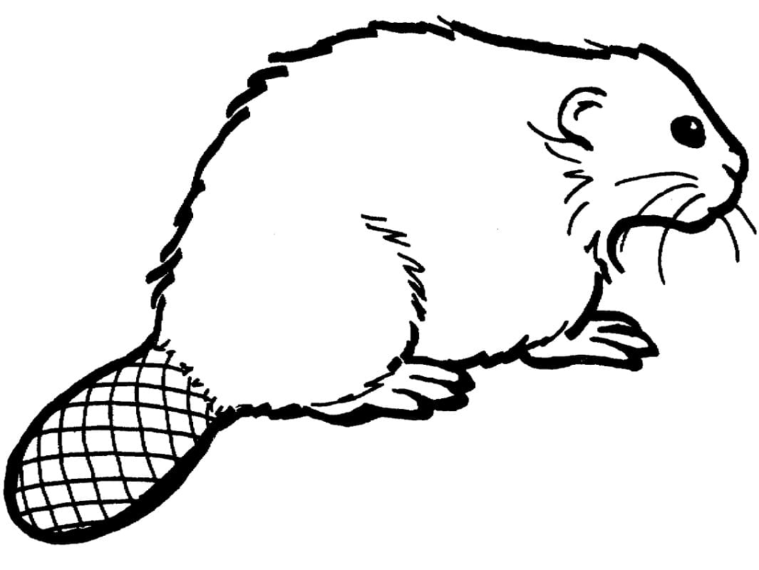 Coloriage gratuit Castor #207240 de la collection Animaux à imprimer