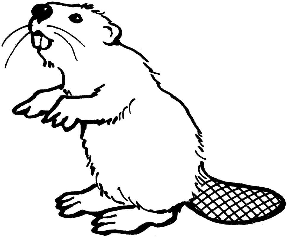 Coloriage gratuit Castor #207244 de la collection Animaux à imprimer