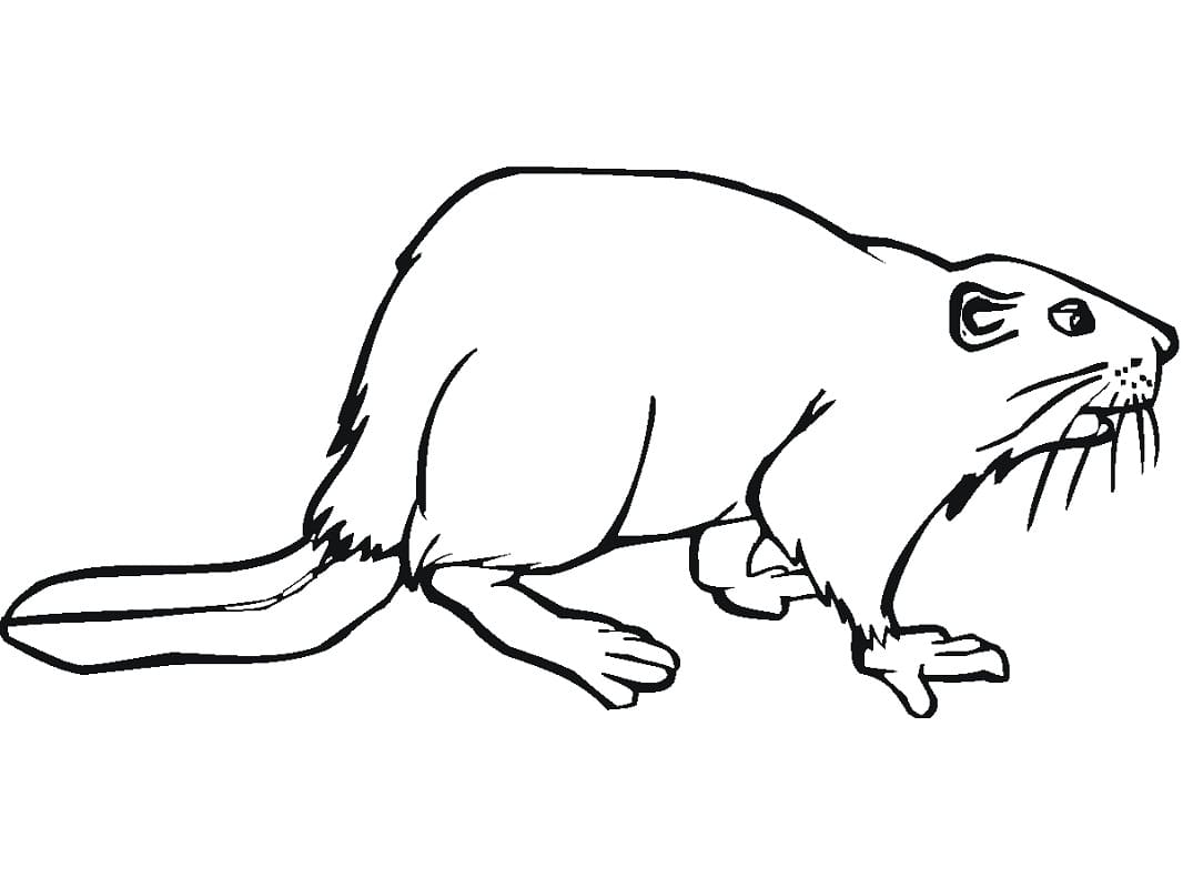 Coloriage gratuit Castor #207246 de la collection Animaux à imprimer