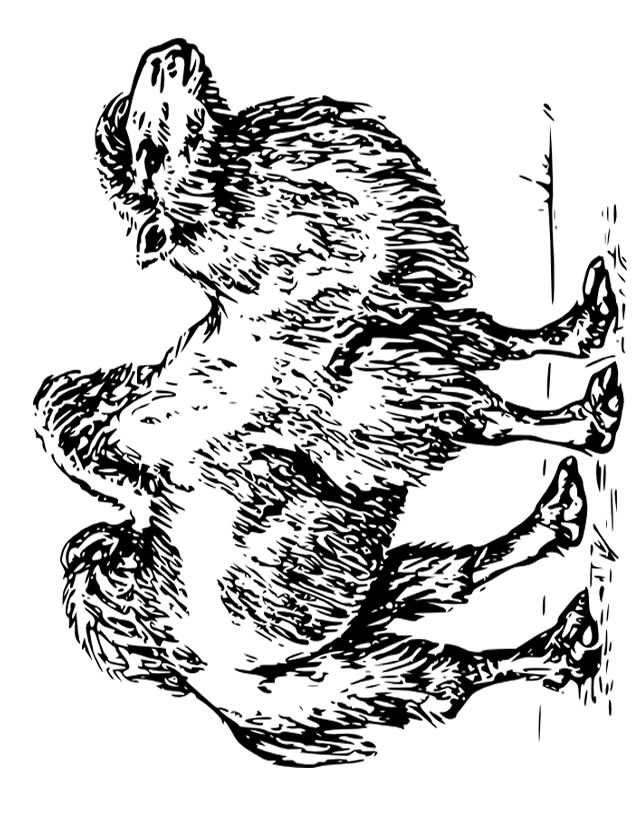 Dessin à colorier: Chameau (Animaux) #1703 - Coloriages à Imprimer Gratuits