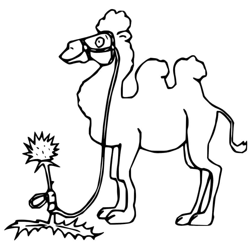 Joli coloriage Chameau #205498 de la collection Animaux, prêt à imprimer pour petits et grands
