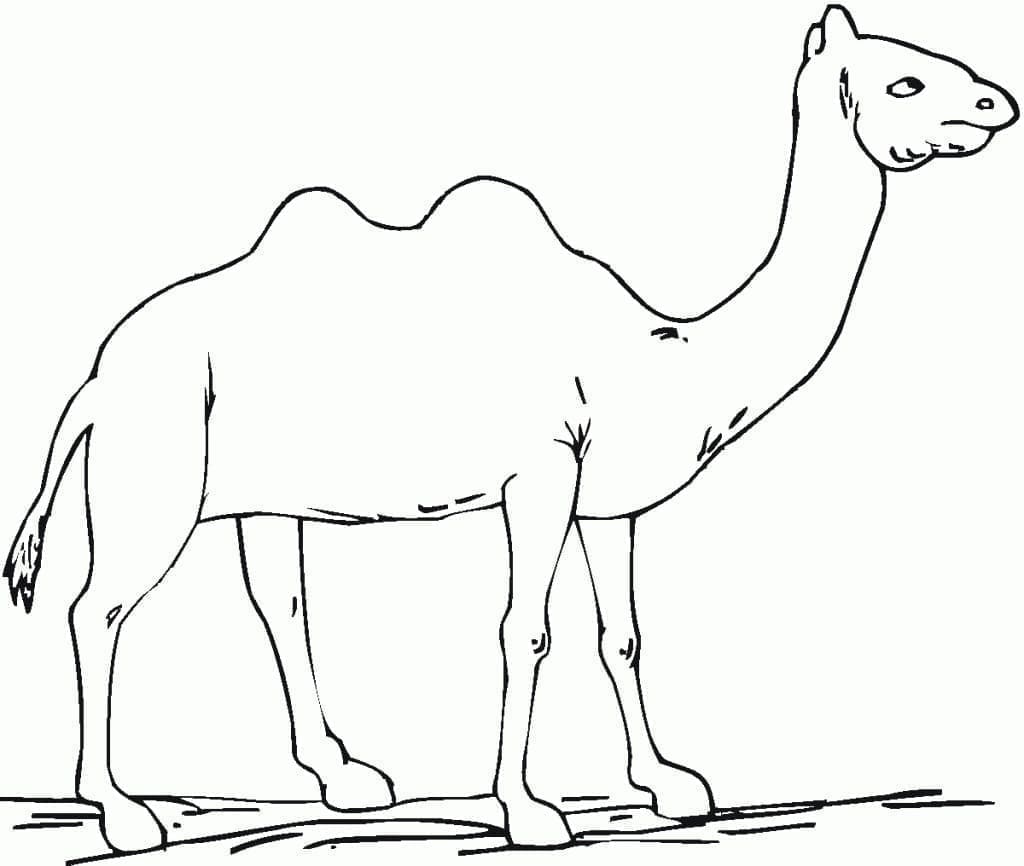 Page de coloriage Chameau #205501, collection Animaux, à imprimer et colorier