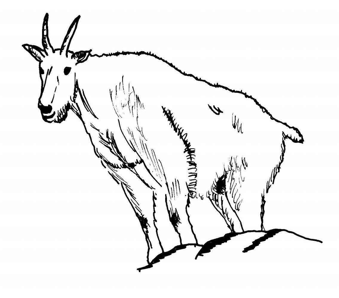 Dessin à colorier: Chèvre (Animaux) #2386 - Coloriages à Imprimer Gratuits