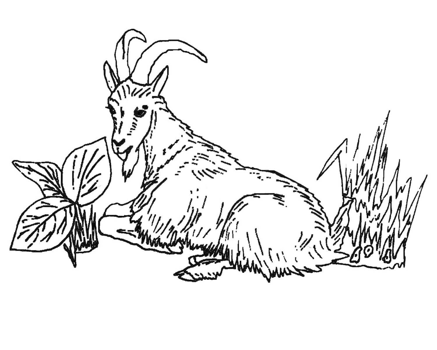 Dessin à colorier: Chèvre (Animaux) #2418 - Coloriages à Imprimer Gratuits