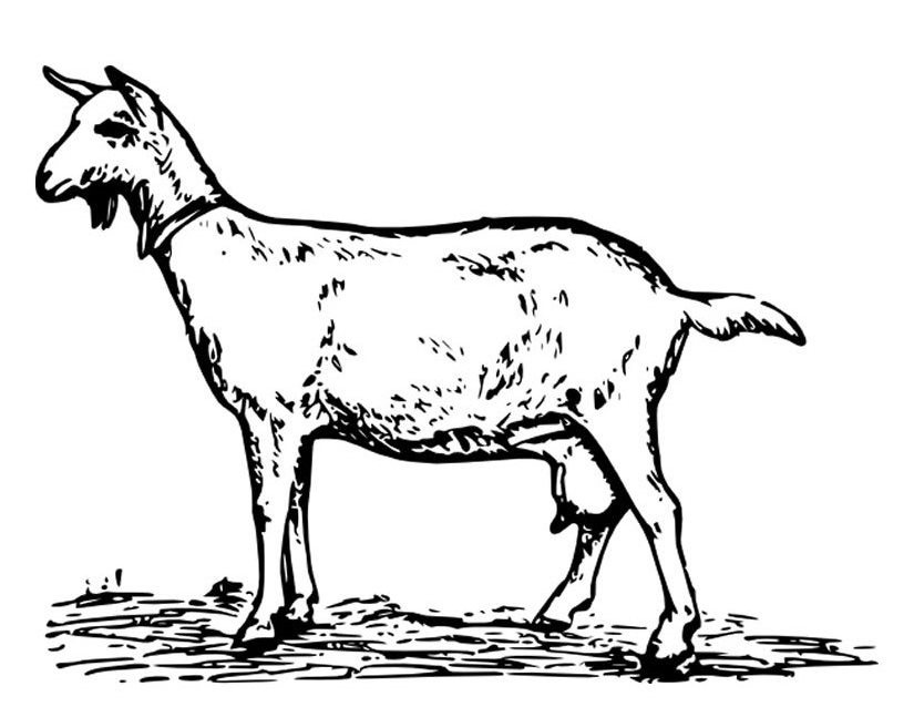 Dessin à colorier: Chèvre (Animaux) #2465 - Coloriages à Imprimer Gratuits