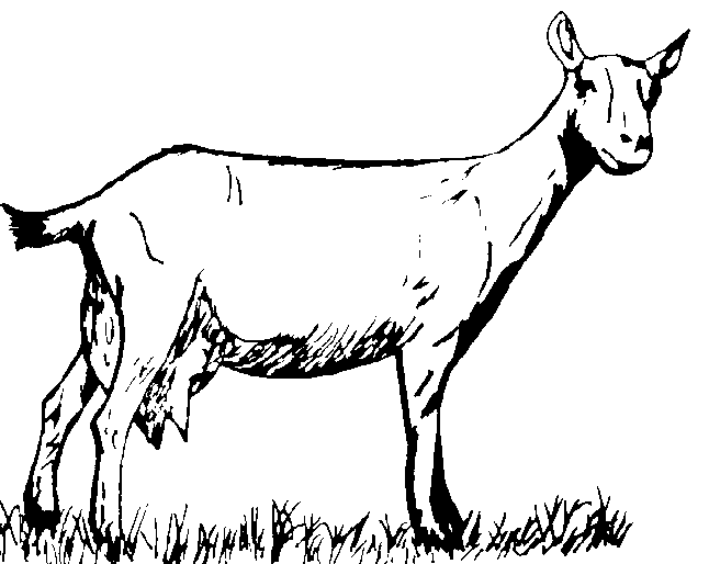 Dessin à colorier: Chèvre (Animaux) #2478 - Coloriages à Imprimer Gratuits
