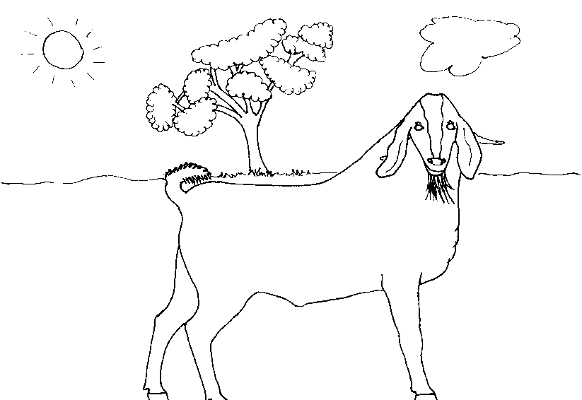 Dessin à colorier: Chèvre (Animaux) #2495 - Coloriages à Imprimer Gratuits