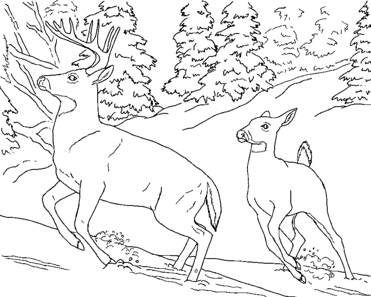 Dessin à colorier Chevreuil #191054 issu de la collection Animaux, prêt à imprimer