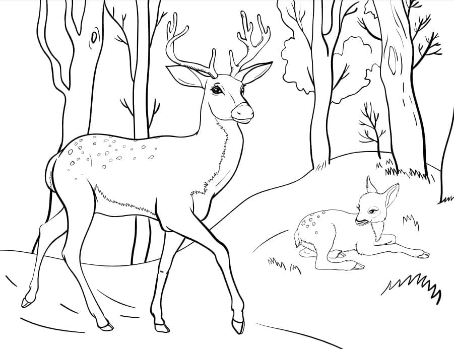Illustration au trait Chevreuil #191055 de la collection Animaux à colorier gratuitement