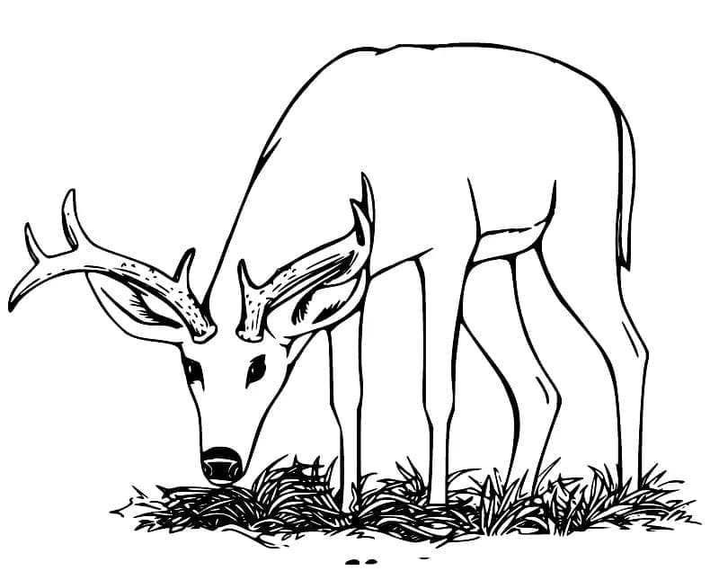 Illustration au trait Chevreuil #191060 de la collection Animaux à colorier gratuitement