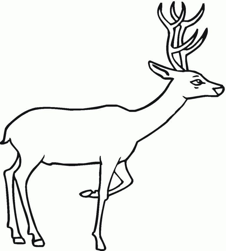 Coloriage gratuit pour enfants et adultes Chevreuil #191065, collection Animaux