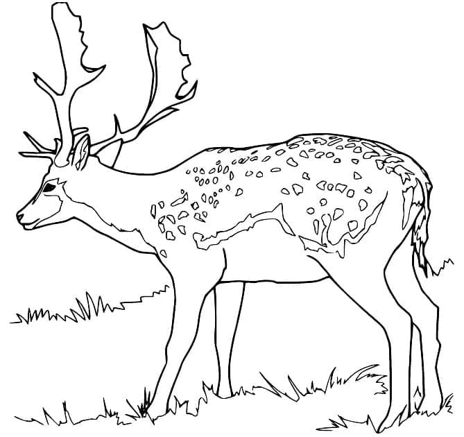 Coloriage gratuit Chevreuil #191071 de la collection Animaux à imprimer