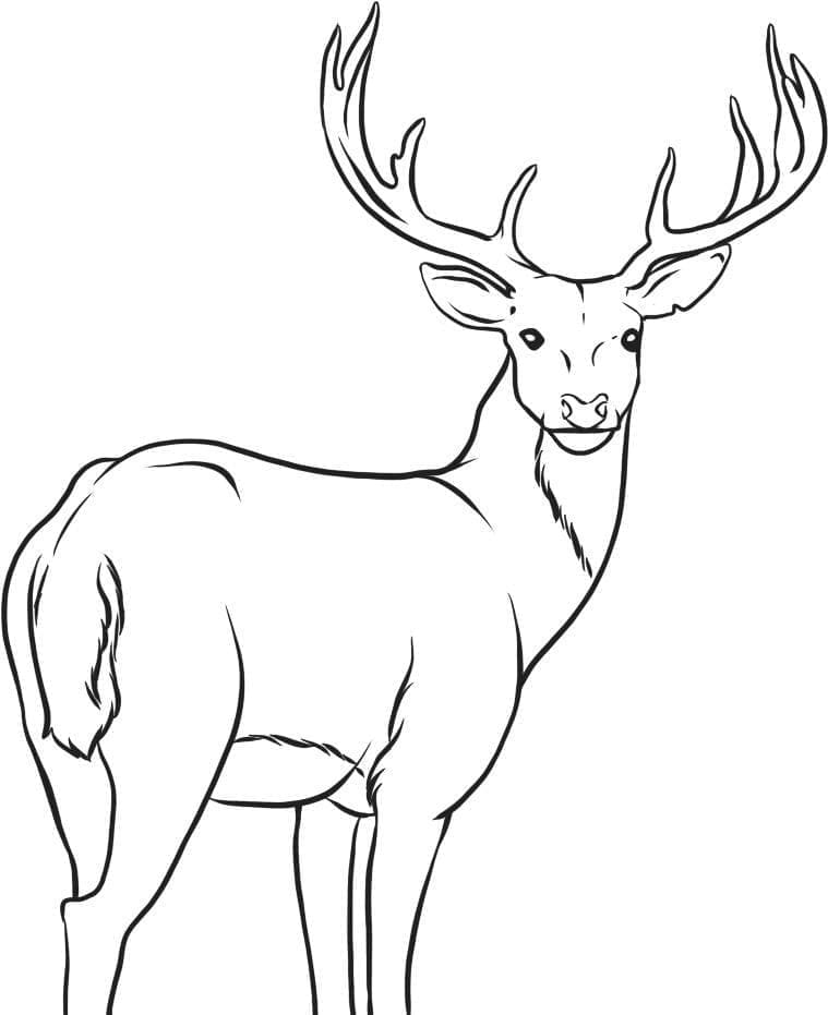 Coloriage gratuit Chevreuil #191089 de la collection Animaux à imprimer